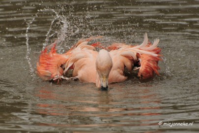 BB 16 maart 2013 52 Vogels Beekse Bergen