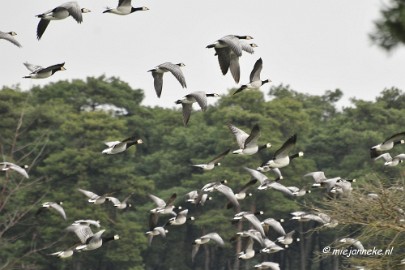 BB 16 maart 2013 54 Vogels Beekse Bergen