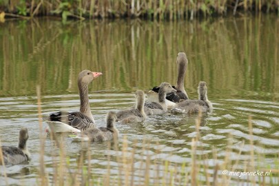 _DSC2102 Oostvaarders plassen