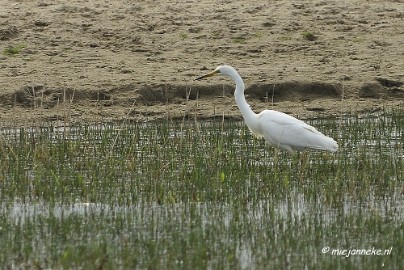 _DSC2171 Oostvaarders plassen