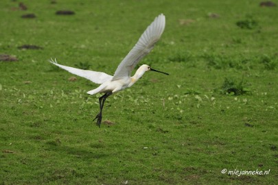 _DSC2175 Oostvaarders plassen