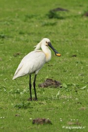 _DSC2188 Oostvaarders plassen