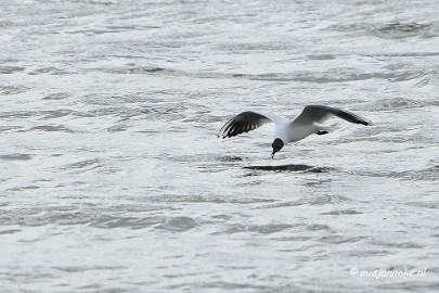 _DSC2242 Oostvaarders plassen