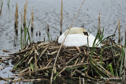 _DSC2293 Oostvaarders plassen