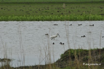 _DSC2819 Oostvaarders plassen