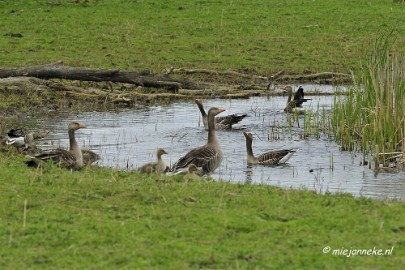 _DSC2882 Oostvaarders plassen