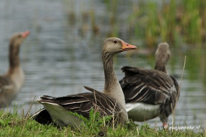 _DSC2897 Oostvaarders plassen