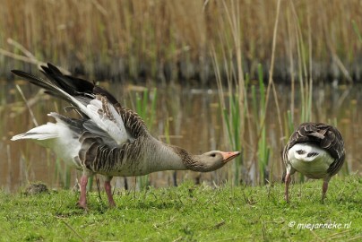 _DSC2916 Oostvaarders plassen