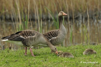 _DSC2921 Oostvaarders plassen