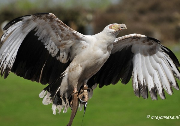 Roofvogelshow Beekse Bergen april