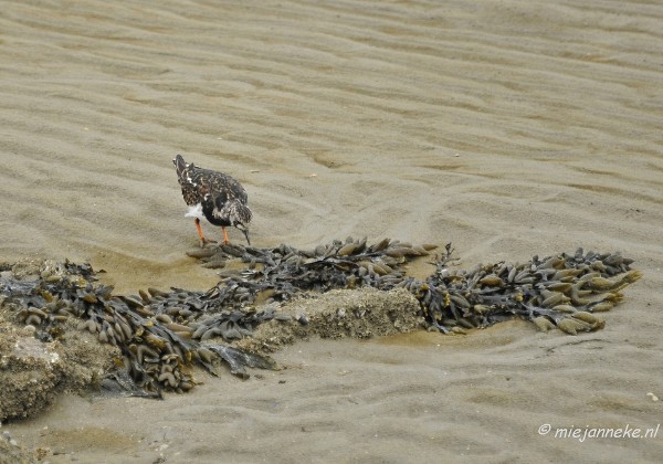 Vogels in Breskens