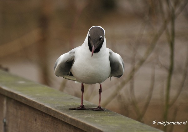 Vogels in de Beekse Bergen