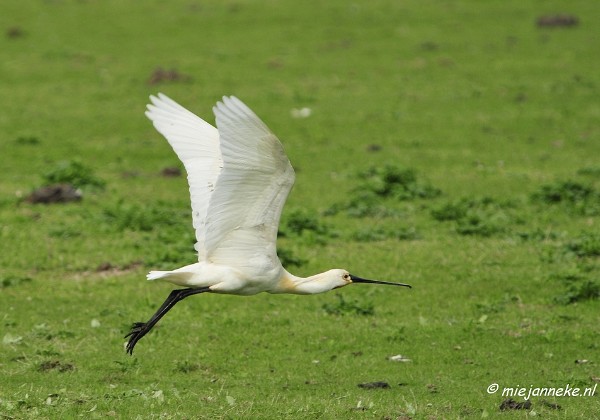 Vogels in de Oostvaarders plassen