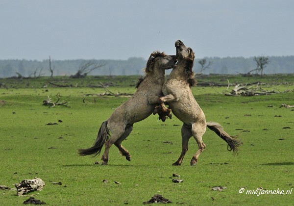 Landschap en Natuur 2013