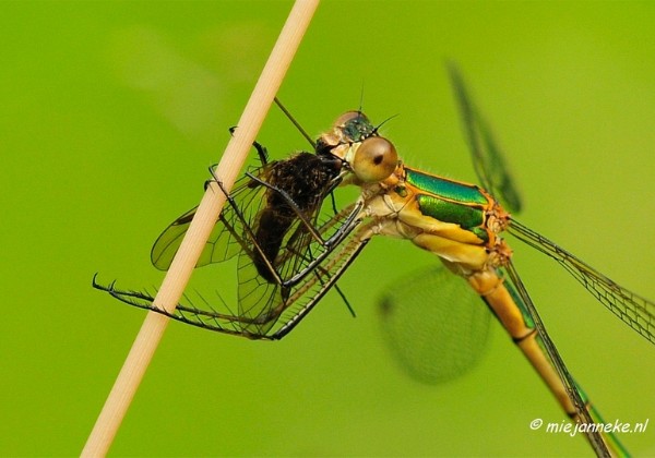 Macro en Close up 2013