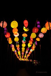 DSC_8299 China Light Festival Utrecht