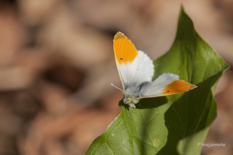 db_DSC2491.JPG - Macro Maart 2014