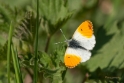 db_DSC2421