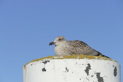 texel dag 1 2016_03 Texel dag 1