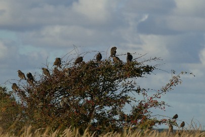 texel dag 1 2016_33 Texel dag 1