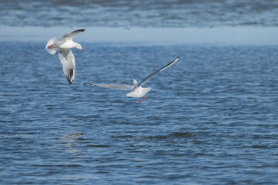 texel dag 2 2016_07 Texel dag 2