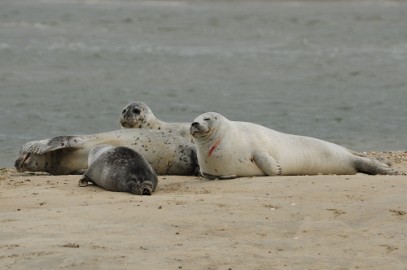 texel dag 2 2016_30 Texel dag 2