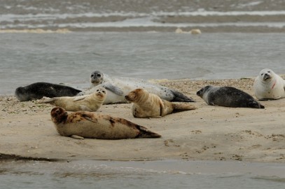 texel dag 2 2016_31 Texel dag 2