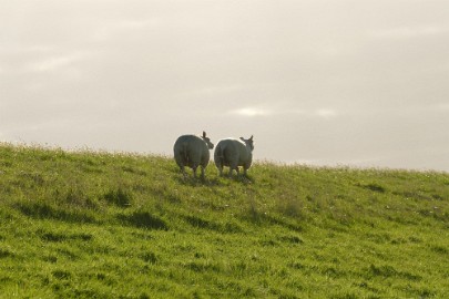 texel dag 2 2016_37 Texel dag 2