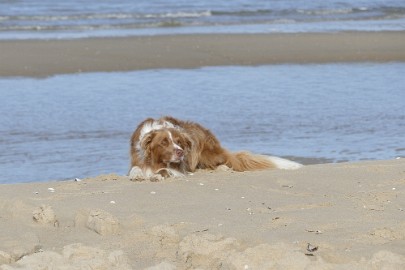 P1060232 Texel dag 3