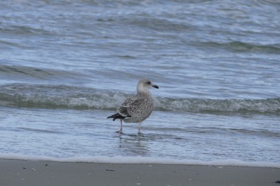 P1060289 Texel dag 3