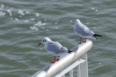 P1060424 Texel dag 3