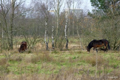 P1100091 Buulse Wildernis 2015