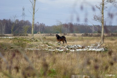 P1100100 Buulse Wildernis 2015