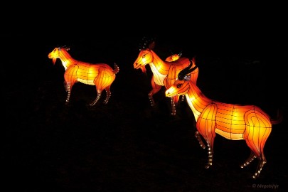 DSC_0581 China Light Festival in Burgers Zoo