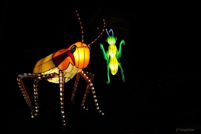 DSC_0854 China Light Festival in Burgers Zoo