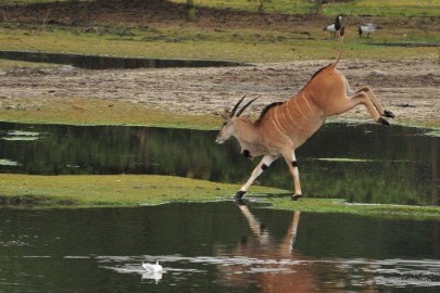 DSC_3052 Beekse Bergen 6 april 2015