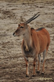 DSC_3055 Beekse Bergen 6 april 2015