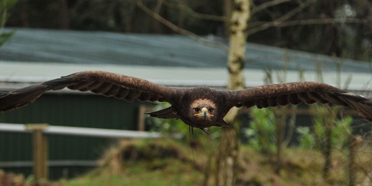 DSC_3064 Beekse Bergen 6 april 2015