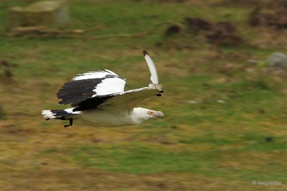 DSC_3112 Beekse Bergen 6 april 2015