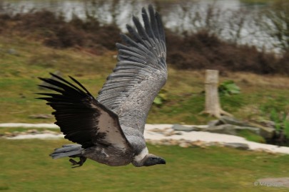 DSC_3234 Beekse Bergen 6 april 2015