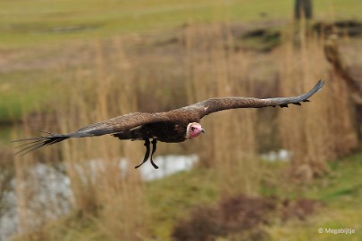 DSC_3368 Beekse Bergen 6 april 2015