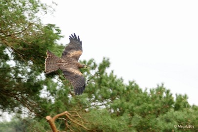 DSC_3425 Beekse Bergen 6 april 2015