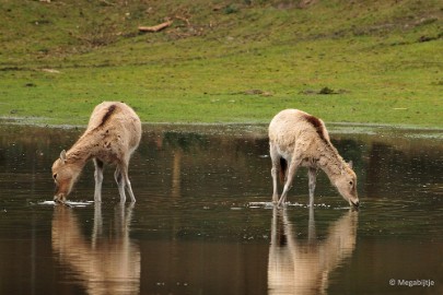 DSC_3492 Beekse Bergen 6 april 2015