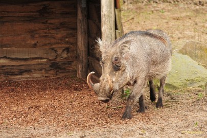 DSC_3526 Beekse Bergen 6 april 2015