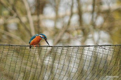 DSC_3565 Beekse Bergen 6 april 2015