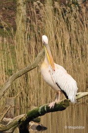 DSC_3562 Beekse Bergen 6 april 2015