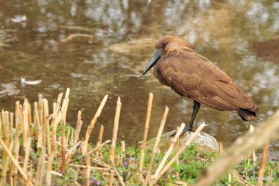 DSC_3580 Beekse Bergen 6 april 2015