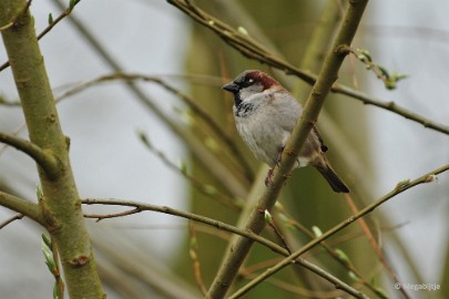 DSC_3585 Beekse Bergen 6 april 2015