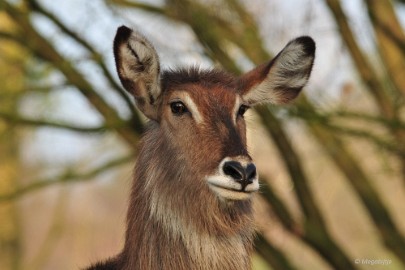 DSC_1081 Beekse Bergen 19 februari 2015