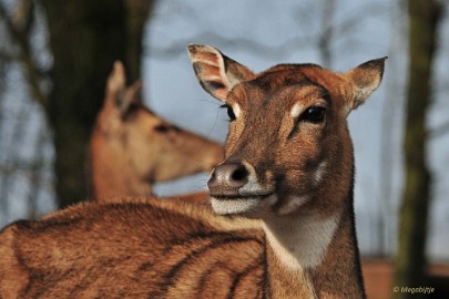 DSC_1220 Beekse Bergen 19 februari 2015